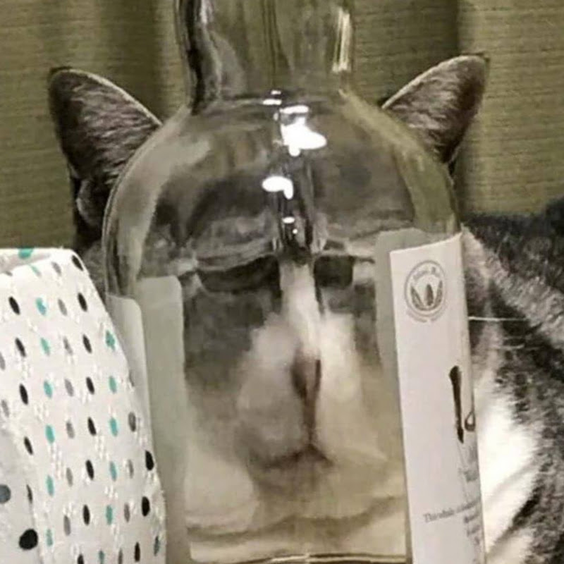 鐮鼬 - 網紅的藏寶箱 