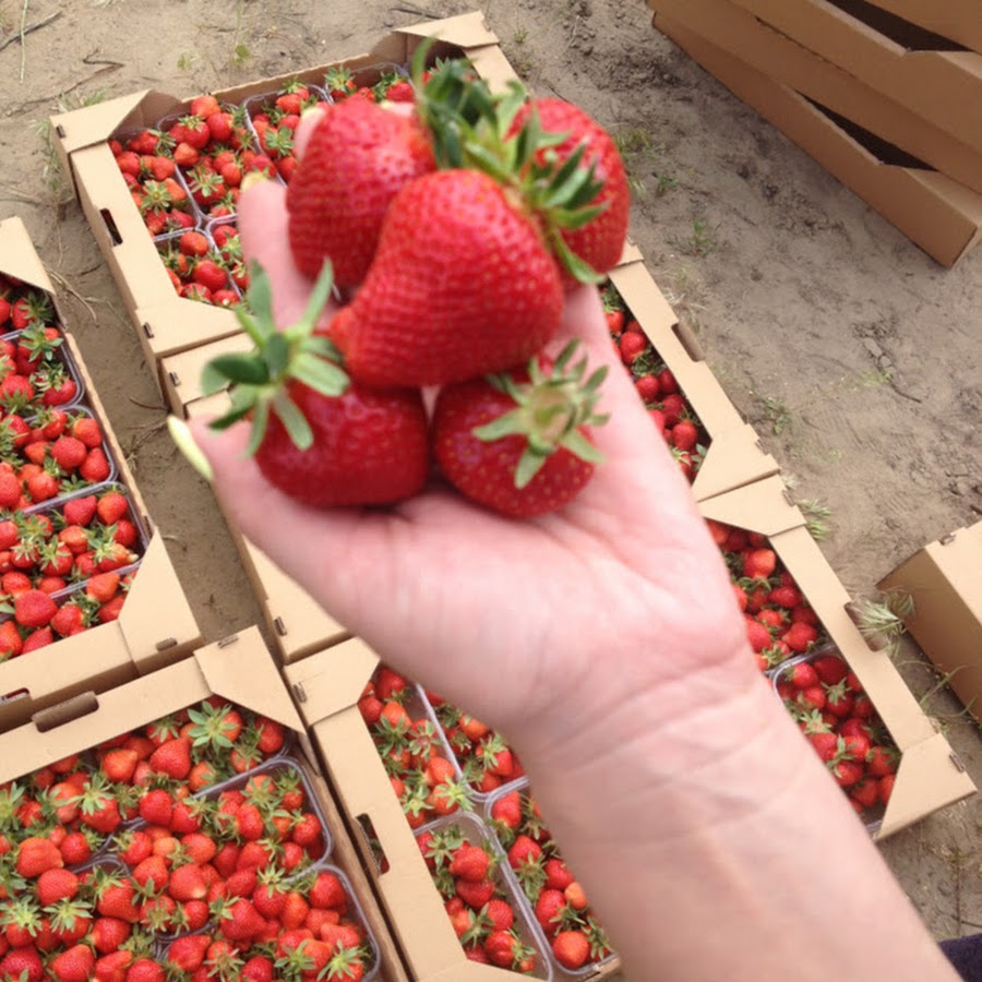 Клубника Мурано Отзывы Фото – Telegraph