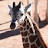 JS Loves Giraffes