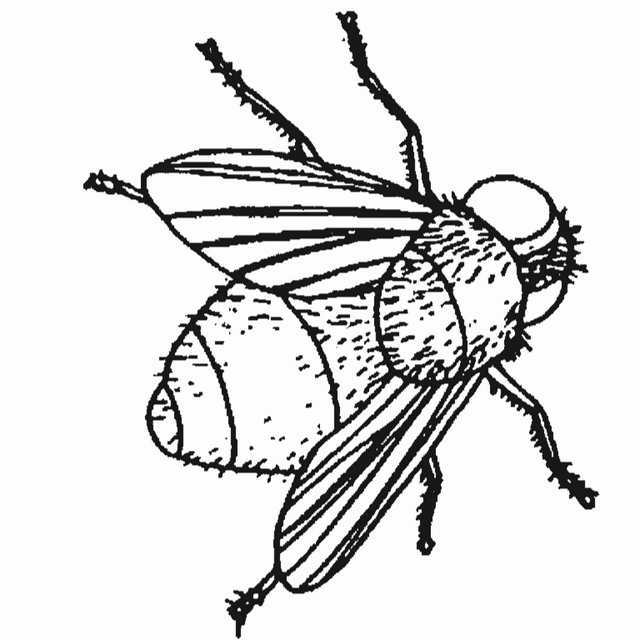 Рисовать муху легко