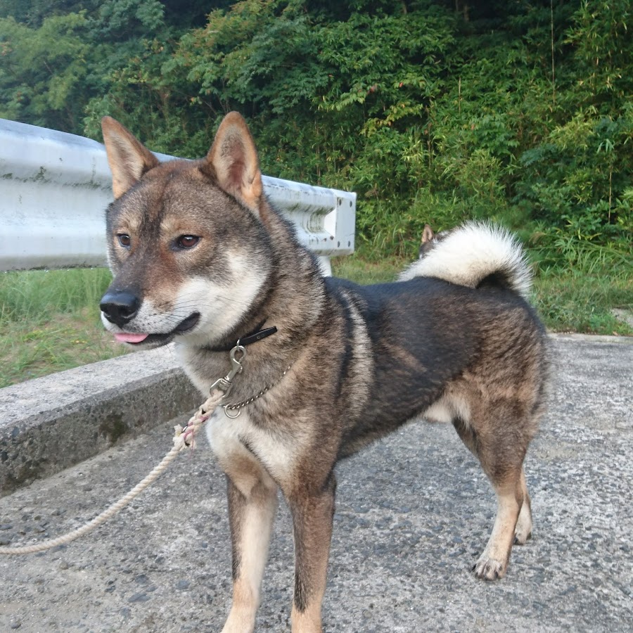 四国犬 出雲神風舎 犬舎 Youtube