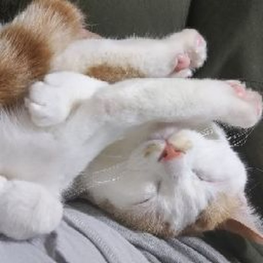 猫とのんびり暮らしたい Youtube