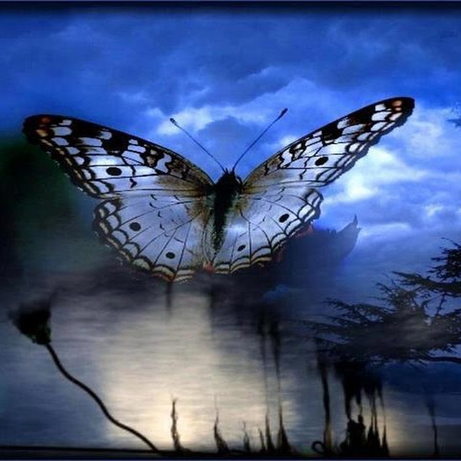 Песни бабочка ночь. Бабочка ночью. Бабочка в ночном небе. Красивые ночные мотыльки. Мотылек ночью.