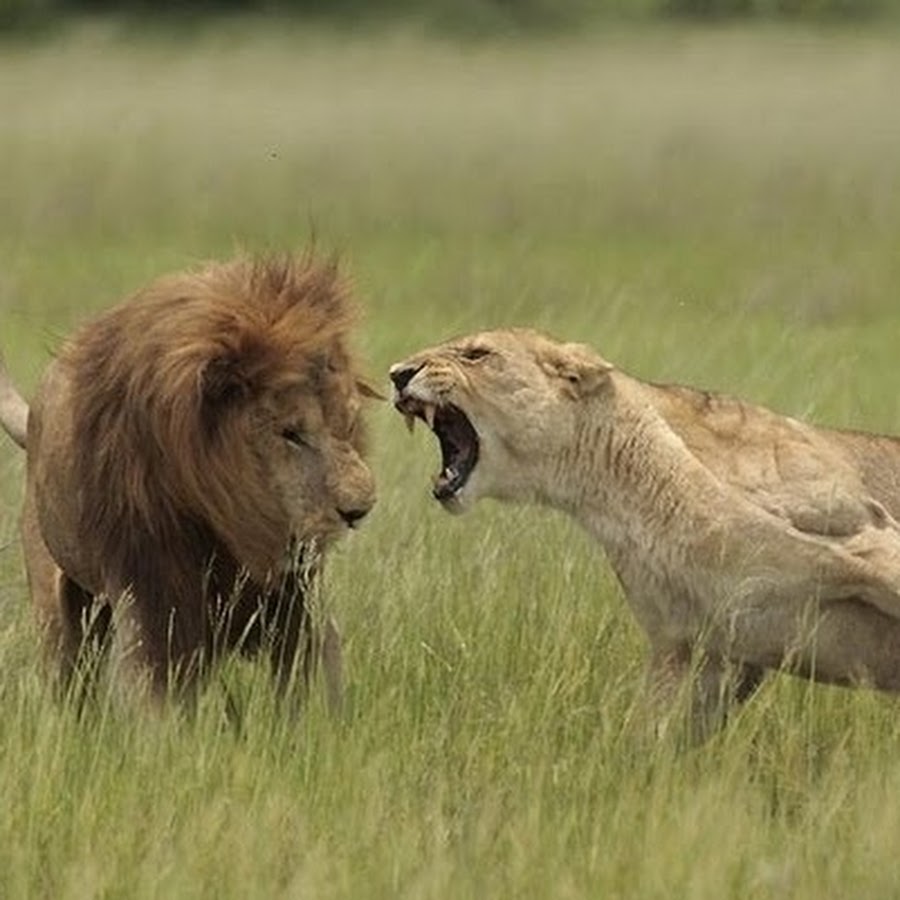 Мой лев что хочу то и делаю картинки