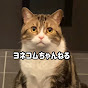 ヨネコムちゃんねる【モフモフ猫のマンチカン&ラグドール】