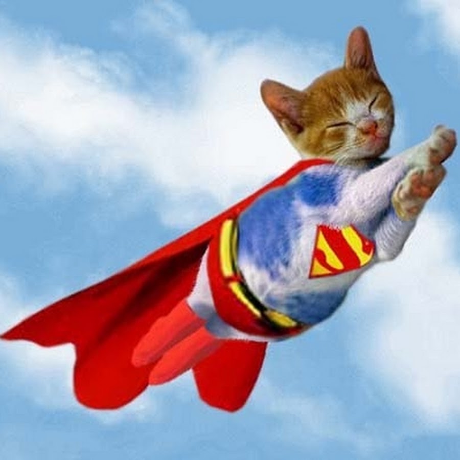 Супер гоу. Кот Супермен. Кот в костюме Супермена. Кошка в костюме суперм. Кот в плаще Супермена.