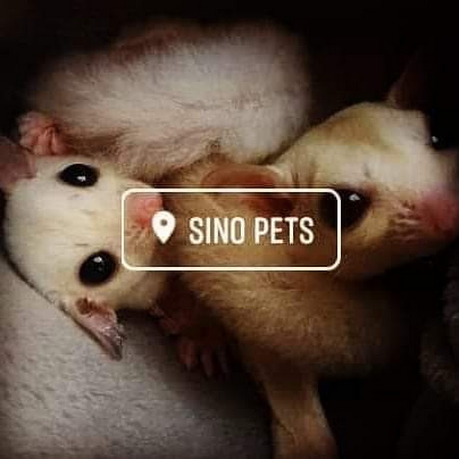 13 июня хамстер. Хомячок в руке. Robert hamster. Versele-laga rat nature. Мышь дамбо рекс.