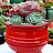 땡스맘다육 thank's mom