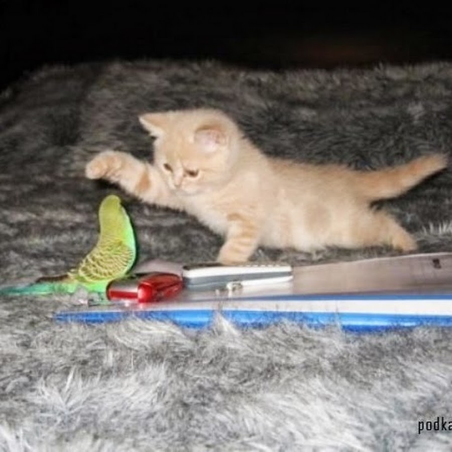 Кот дерется с попугаем
