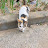 고양이