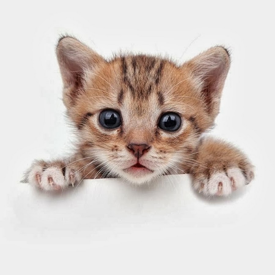 С днем рождения котенок