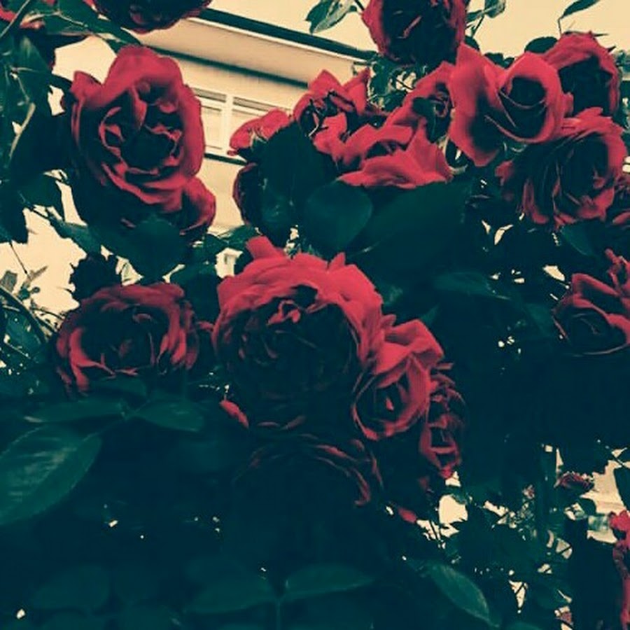 Эстетичные картинки из пинтереста черные