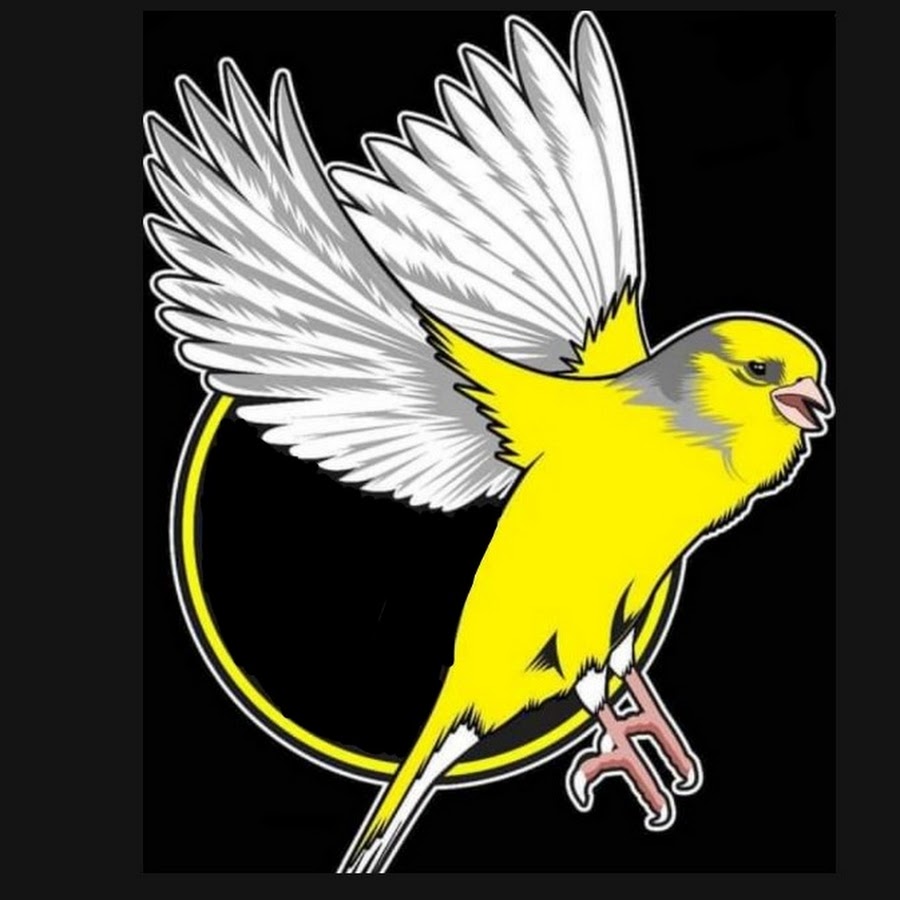 5000 Koleksi Gambar Burung Kenari Kartun HD