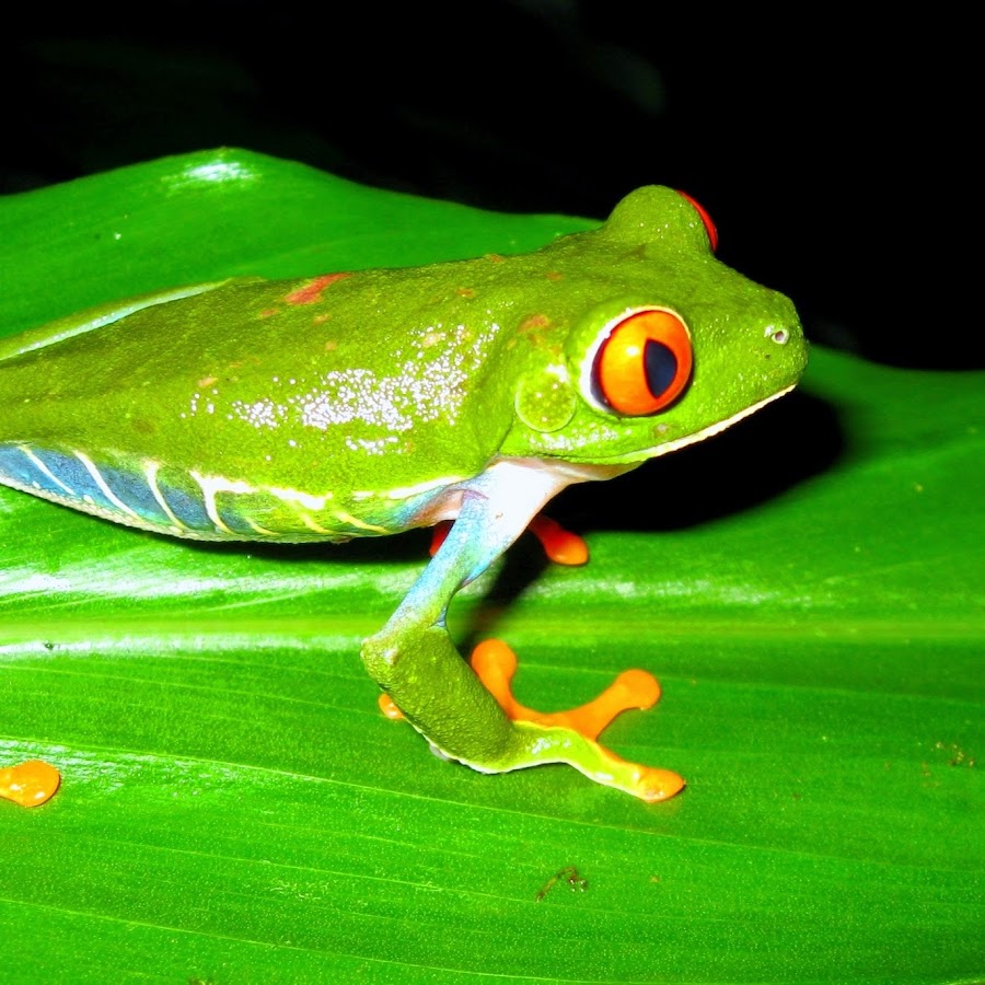 Животные никарагуа