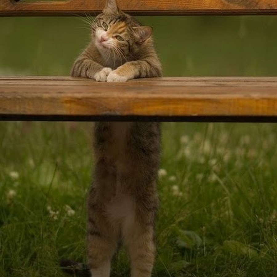 Не волноваса и улыбаса картинка жить надо по японски