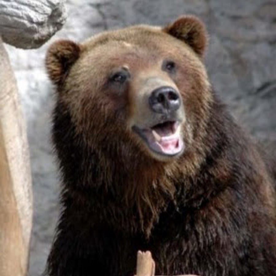 Bear better. Bear memes. Funny News картинка. Good Bear. Good News Мем.