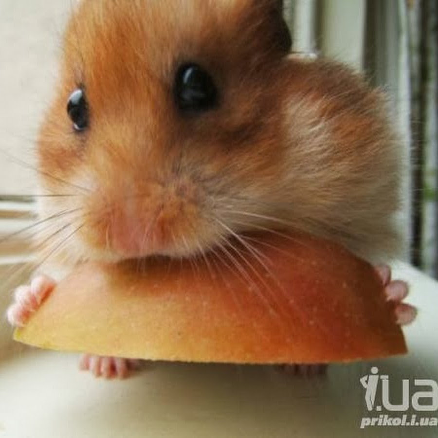 Как получить short squeeze в хомяке. Братья хомяки. Как получить short squeeze в хомяке. Рыжий хомка хомячок. Джунгарик в банке.