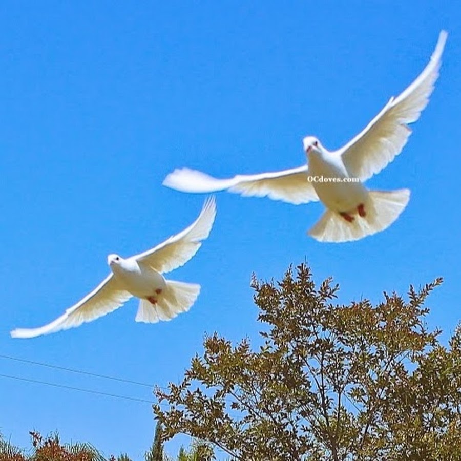 Белыми голубями летите к маме домой. Белый голубь летит. Голуби в небе. Белый голубь улетает.