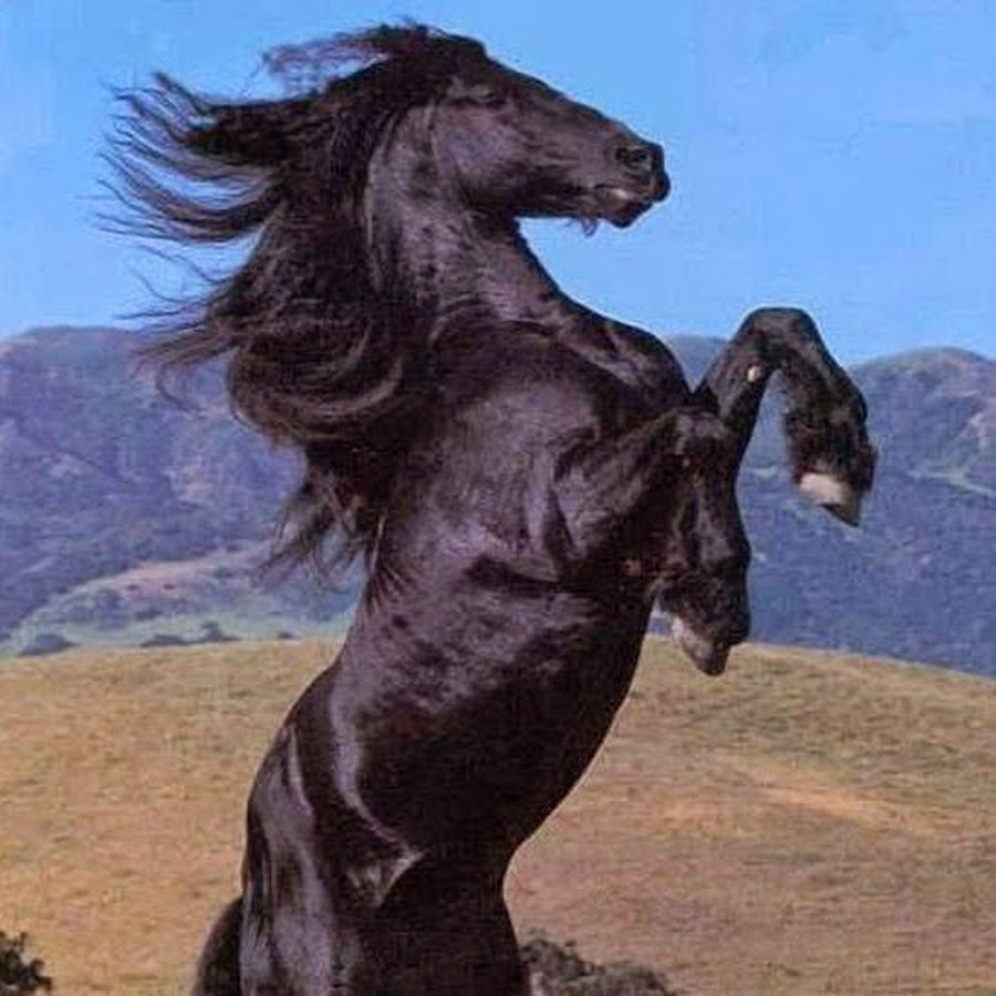 Лошадь на дыбах. Гнедая лошадь на дыбах. Конь на дыбах. Лошадь идет. Петер смит арабские лошади.