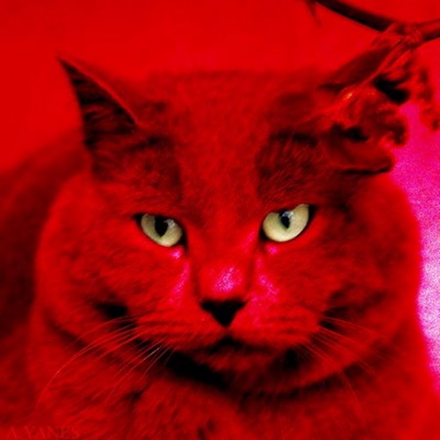 4 red cat