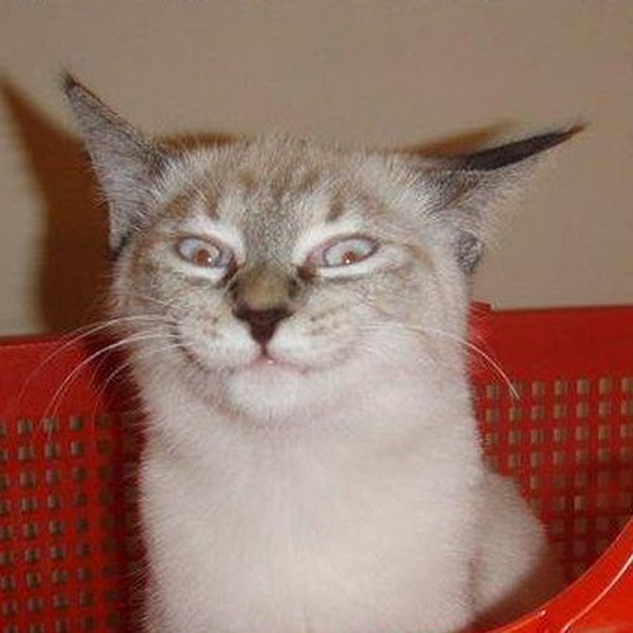 Ехидный кот