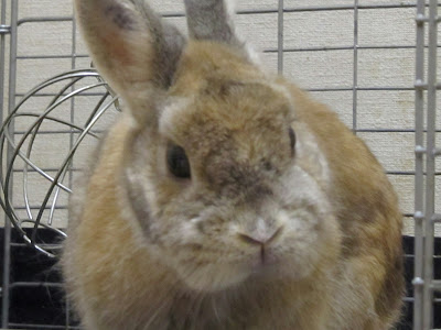 200以上 うさぎ 飛行機 317996-うさぎ 飛行機 気圧