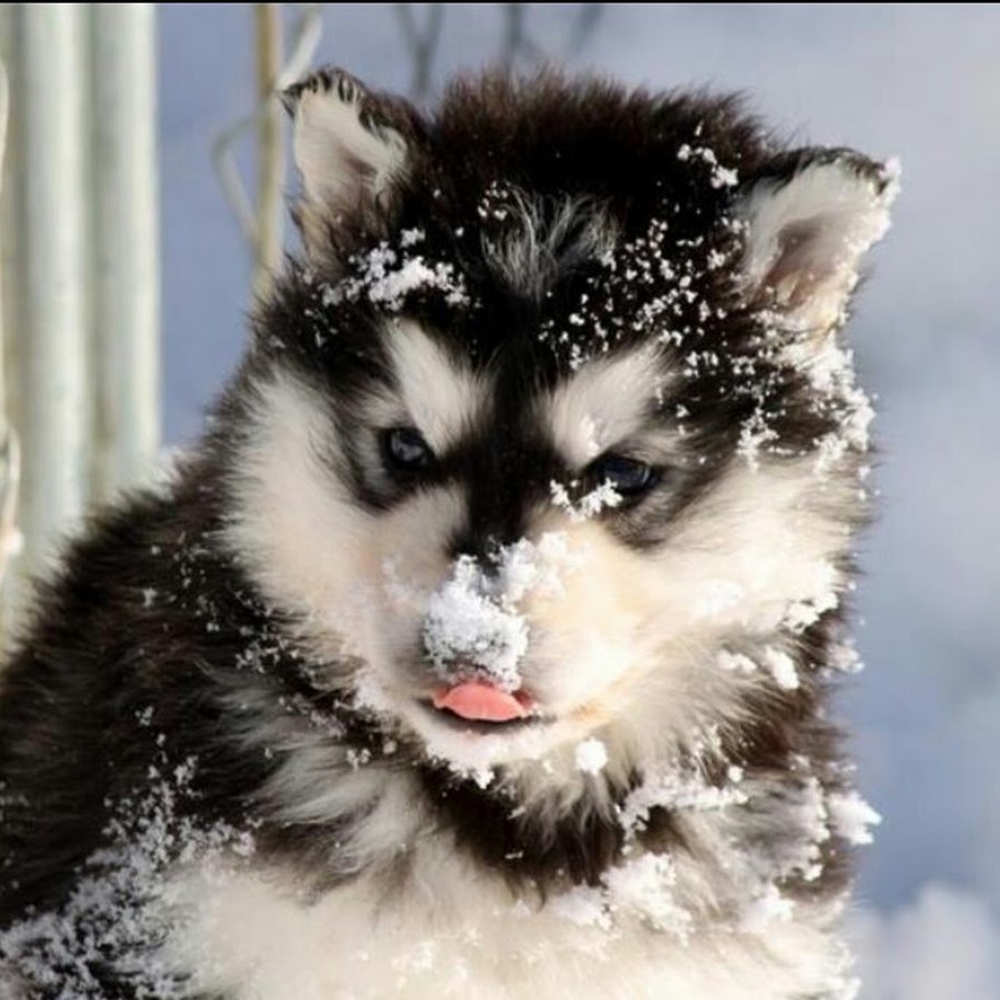 Сибирский хаски с удлиненной шерстью. Сибирский хаски пушистый. Хаски пушистые. Лайка аляскинский маламут. Хаски собака пушистая.