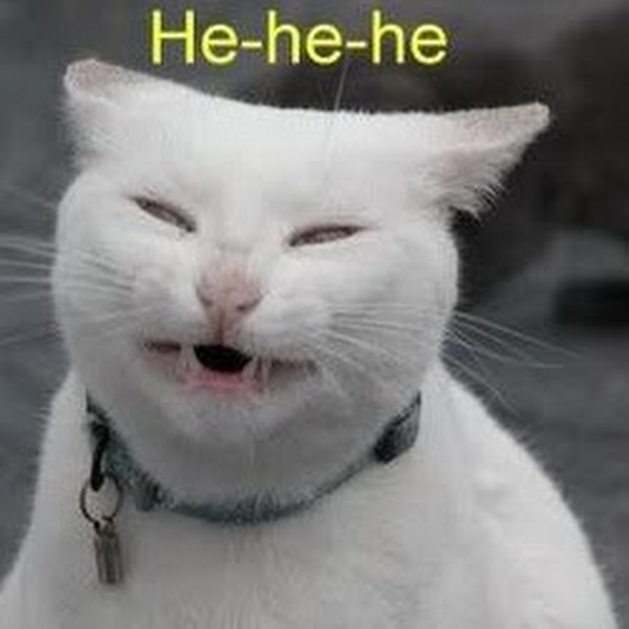 He a cat. Оскал кошки. He a cat. Hehe кот. Котик хехе.