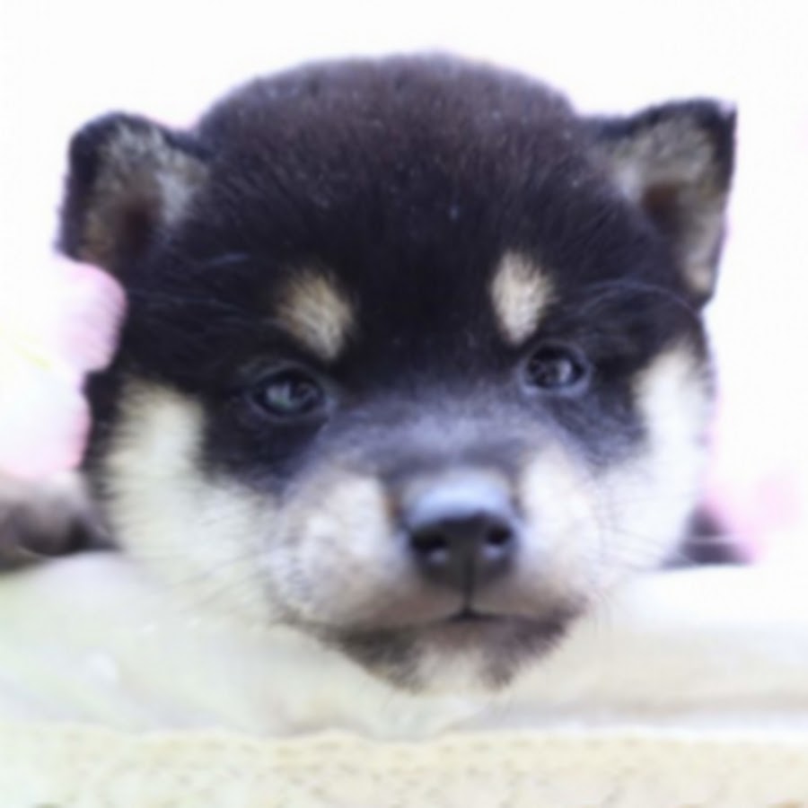 わんころの犬小屋 Youtube