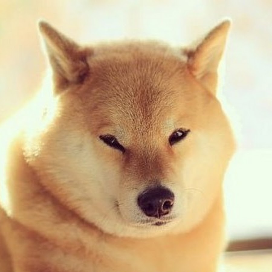 кот нашкодил пес нашкодил. Shiba popcorn emoji. Such interesting. тибетская лиса николас кейдж. Doge русский.
