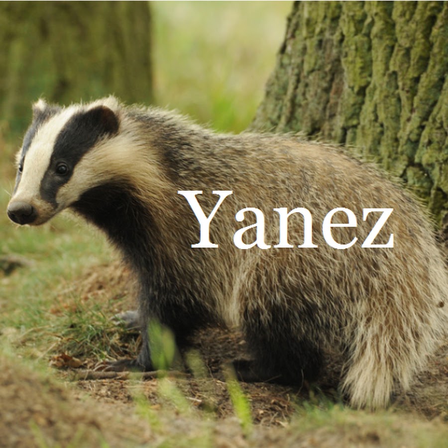 барсук дальневосточный. рыжий барсук. барсук в оренбургской области. европейский барсук.