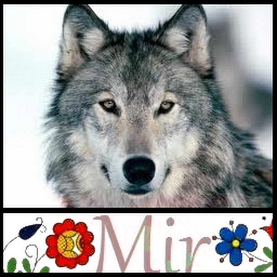 Волки душа волка. Как волк пытался доказать правдивость своих обещаний. Тоска цитаты. Цитаты волка. Цитаты про обещания.