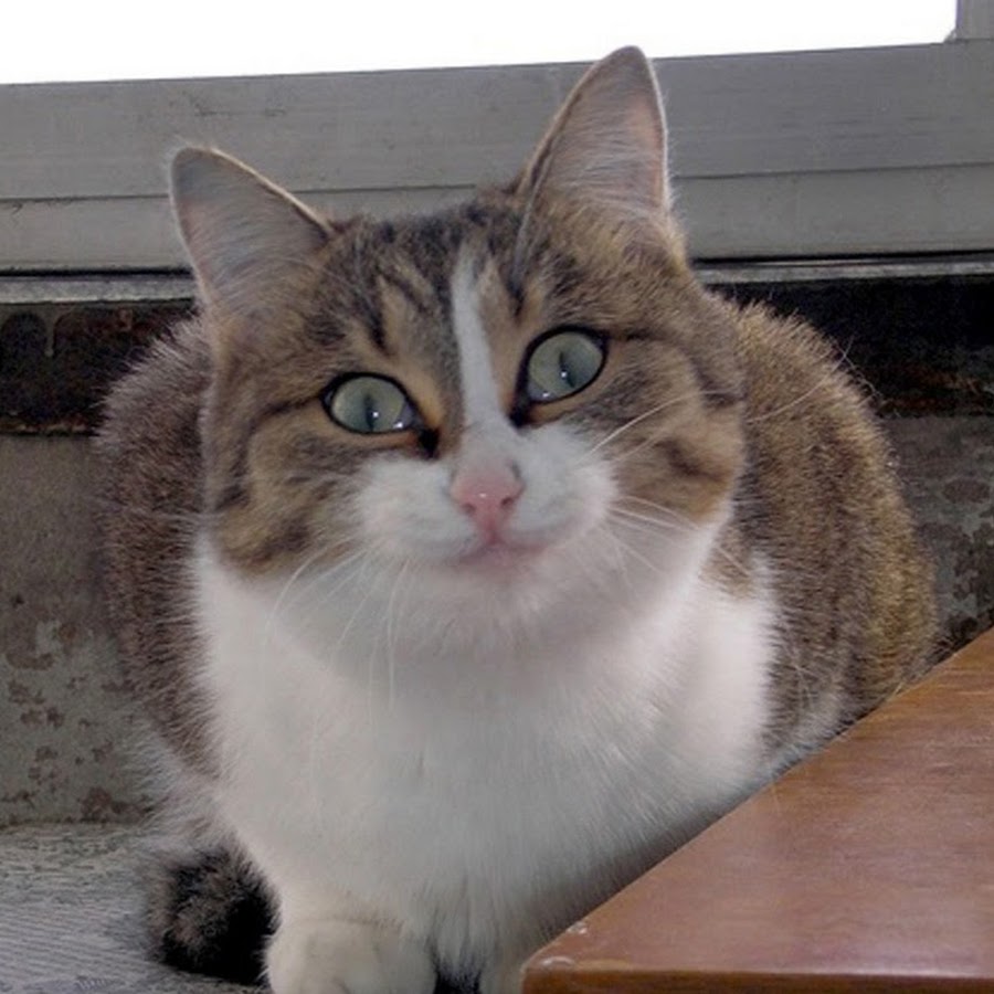 Кот давит лыбу