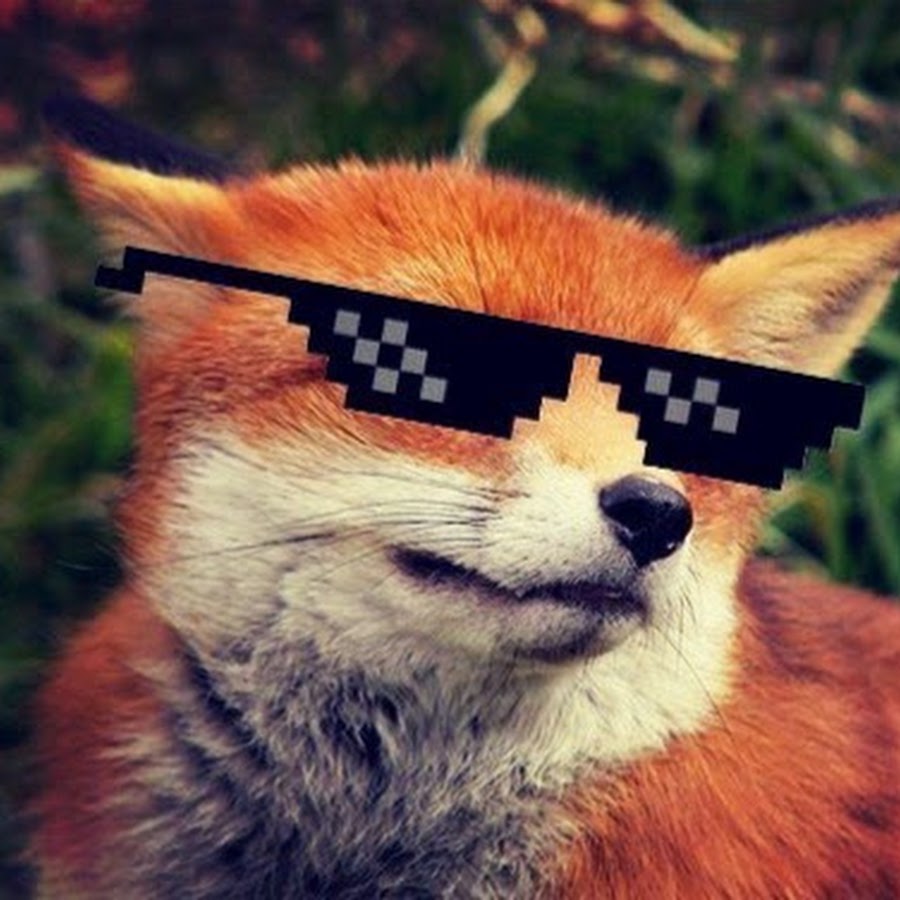 Лиса в очках картинки