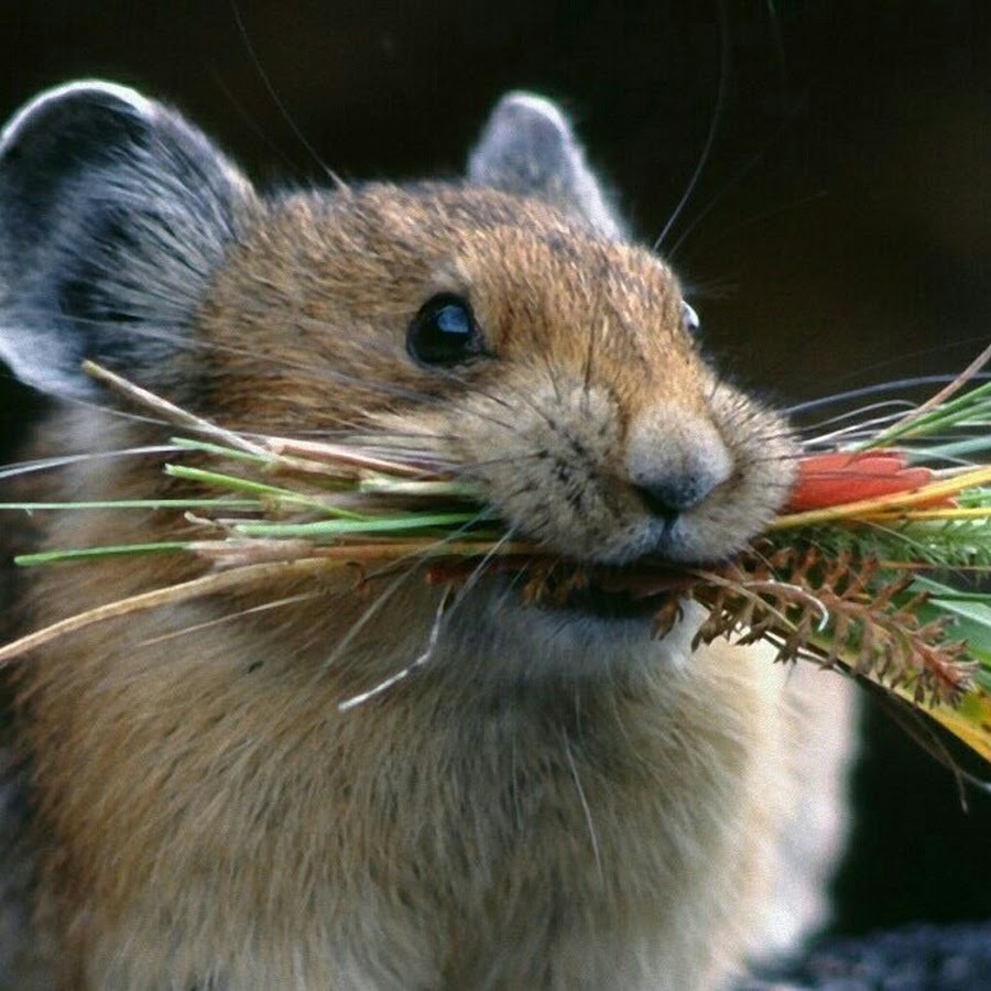 Python pika. Python pika