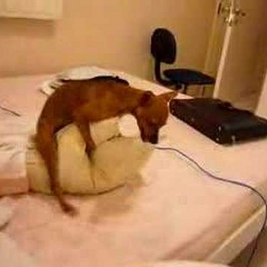 Livin' that Pug life. - Album on Imgur