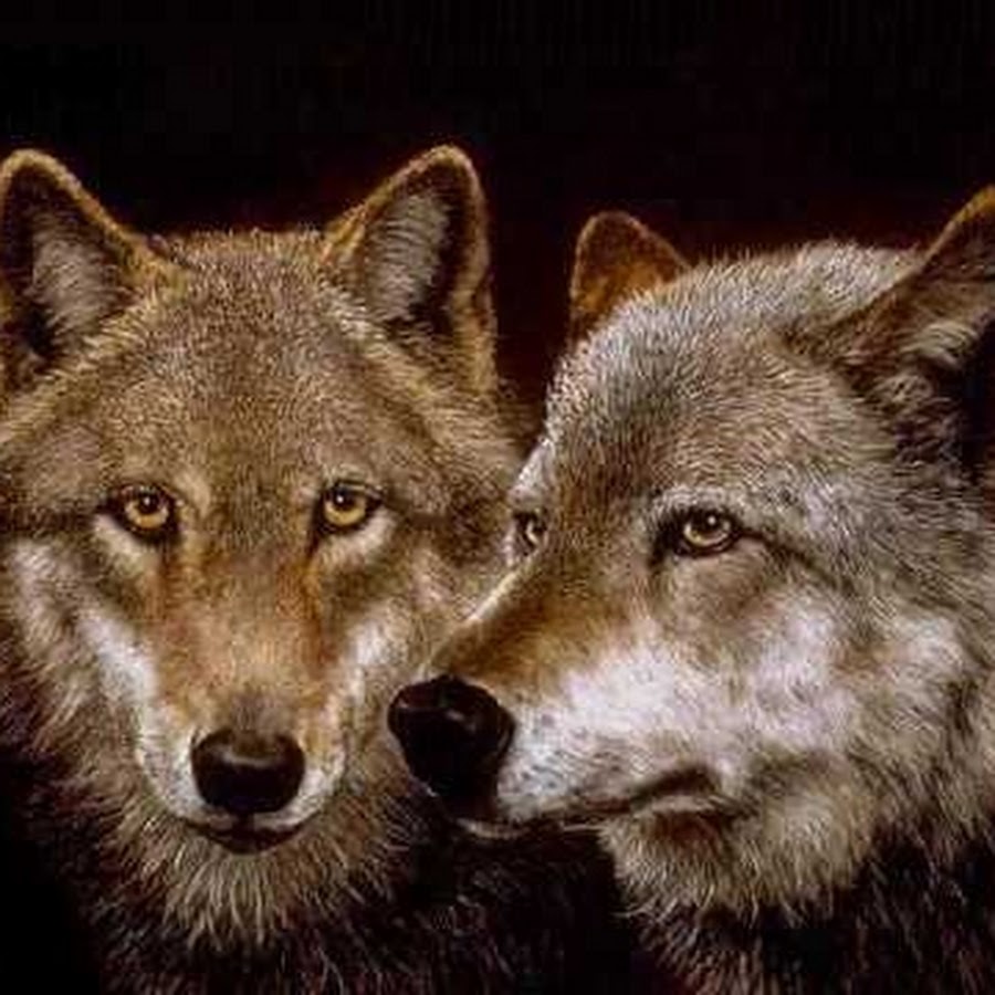 Вольф 11. Два волка. Волки Близнецы. Два волка картинки. Волк и волчица любовь.