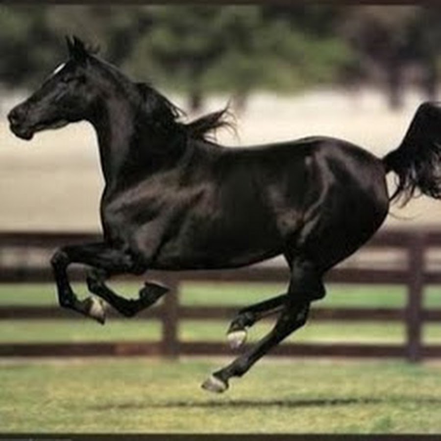 некастрированный жеребец. мерин и жеребец. рыжий мерин кировский конный завод. жеребцов в меринов. лошади породы мерин.