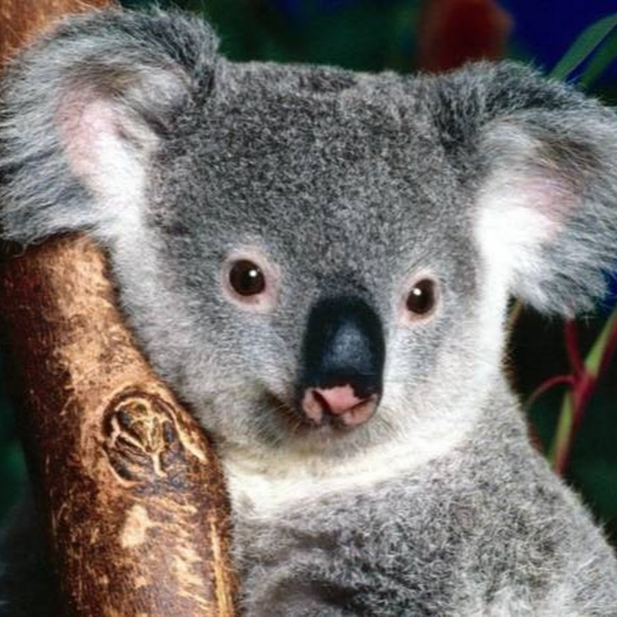 Коала. Коала фото. Животное похожее на коалу с большими глазами. Серая Панда.