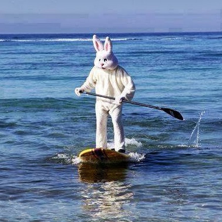 водяной заяц. кролик купается. кролик в бассейне. умеют ли зайцы плавать. кролики умеют плавать.