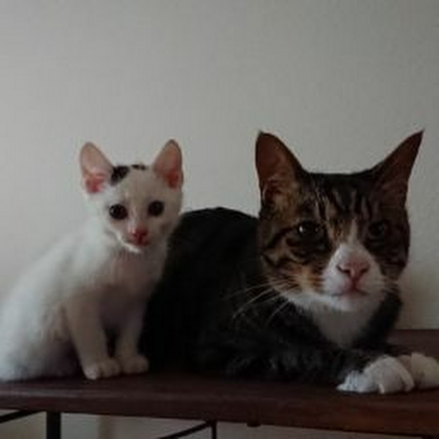 ジジ さくらまま チャンネル Youtube