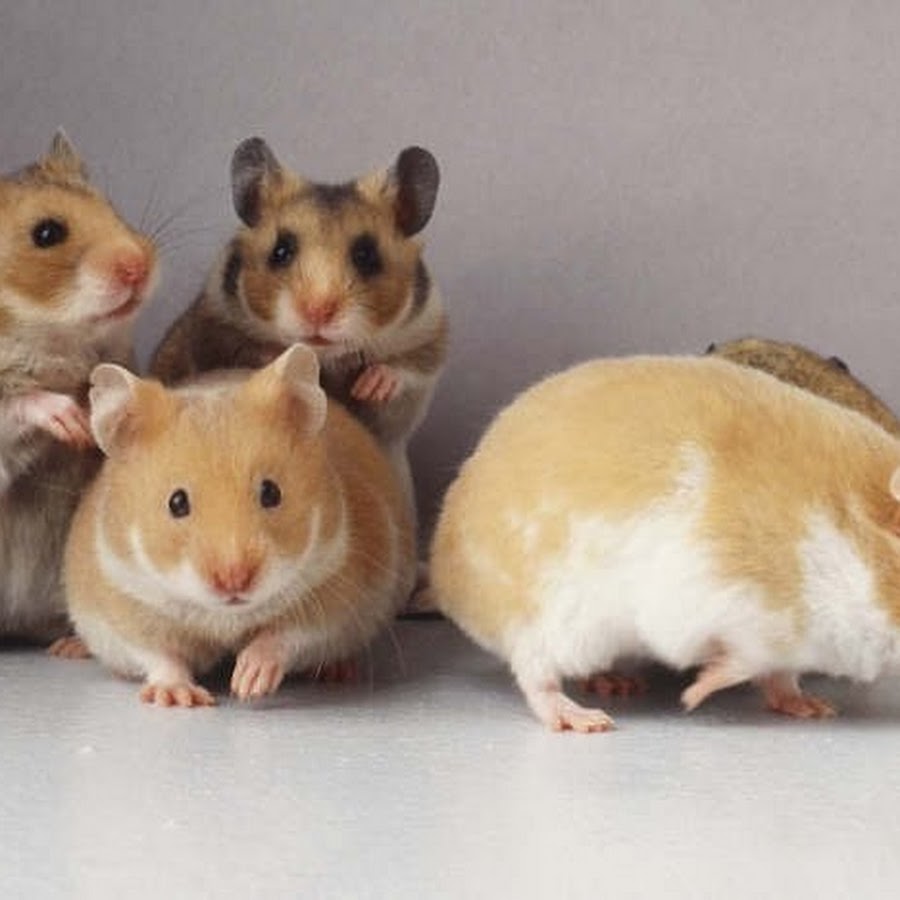 Четыре хомяка. 4 хомяка. Хомяк 4 число. Хомяк 4 число. Презентация на тему хомяки.