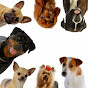 Comment contacter chiens de France ?
