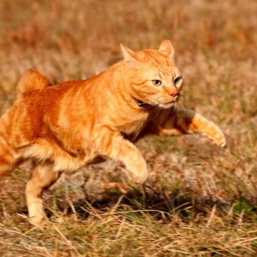 Рыжий сбежал. Рыжий кот убегает. Кот бежит. Рыжий кот бежит. Кошка бегает.