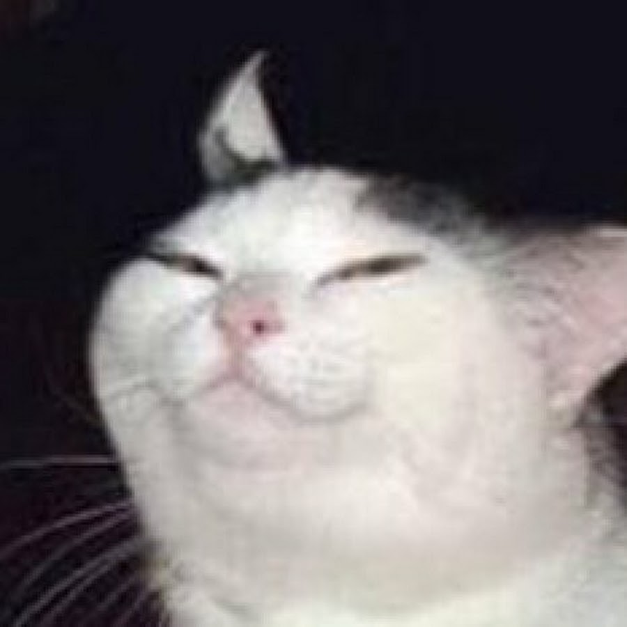 Ответы Mail.ru: Как вы думаете,стоит ли брать котику такое местечко и понравится