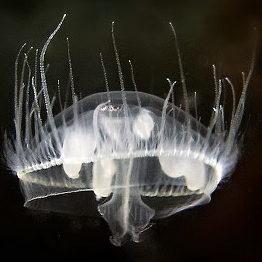 пресноводные медузы. амазонская пресноводная медуза. пресноводные медузы. гребневики кишечнополостные. пресноводные медузы в москве реке.