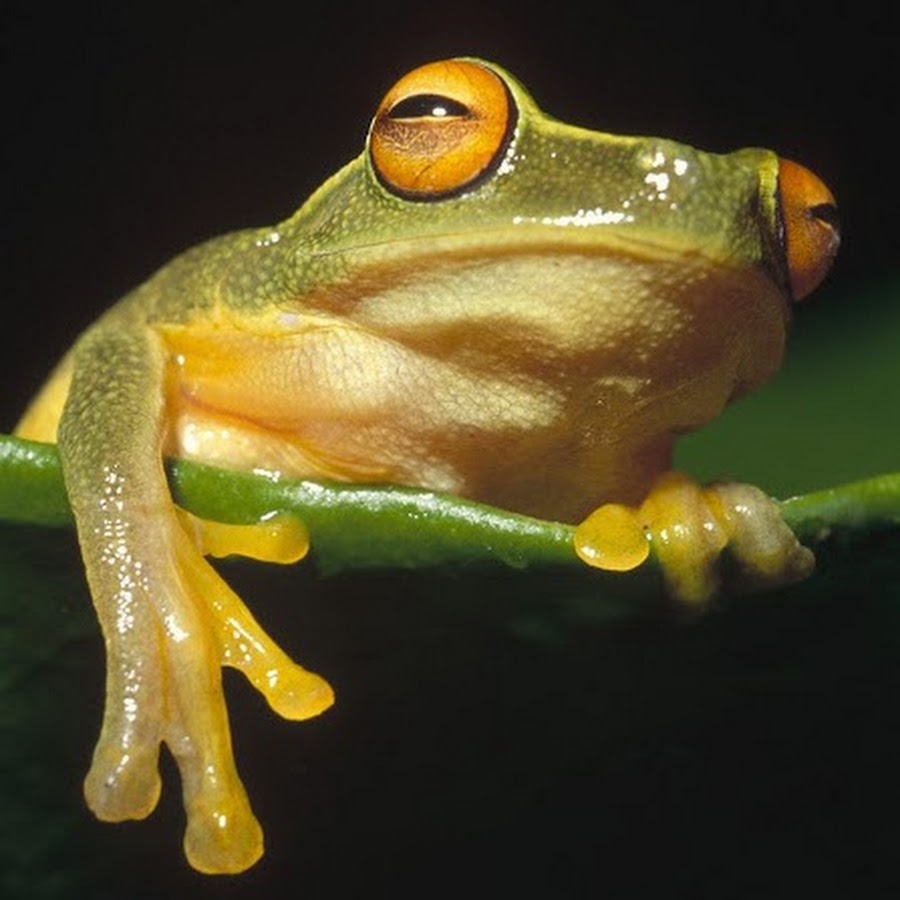 Картинки лягушки на аватарку