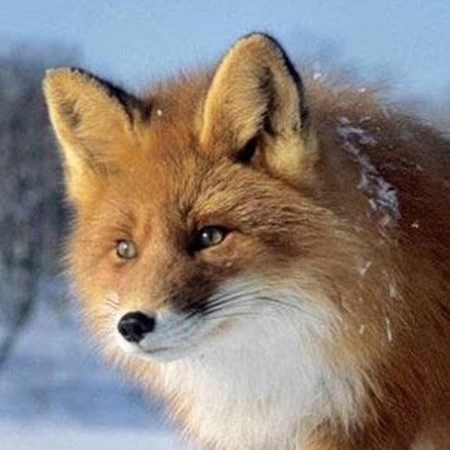 Fox 14. Лиса Томской области. Лиса аватарка. Фото лисы на аватарку для лайка. Фото коричневой лисы на аватарку.