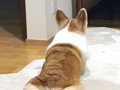 √ダウンロード 犬 食パン 317491-犬 食パン 下痢