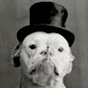 VA Doghouse Man - @chewbackywooky YouTube Profile Photo